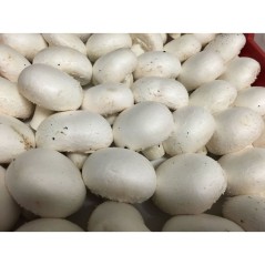 Champiñón Blanco 500 Gr (envíos solamente en comunidad de Madrid)