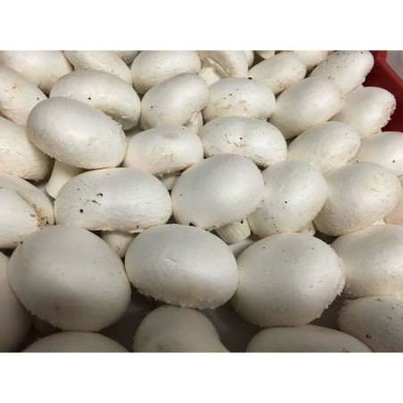 Champiñón Blanco 500 Gr (envíos solamente en comunidad de Madrid)