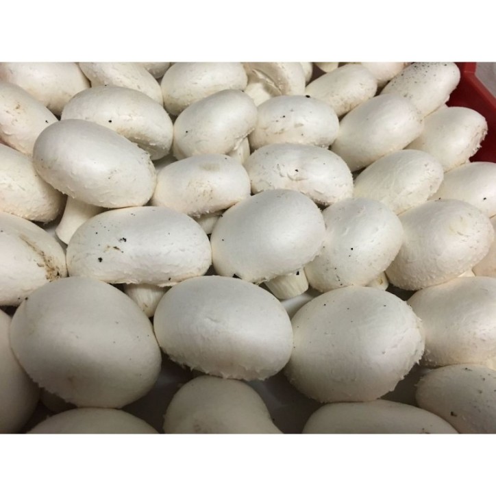 Champiñón Blanco 500 Gr (envíos solamente en comunidad de Madrid) Champiñón Blanco 500 Gr (envíos solamente en comunidad de Madrid)