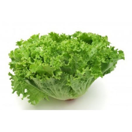Lechuga Rizada (envíos solamente en Comunidad de Madrid)