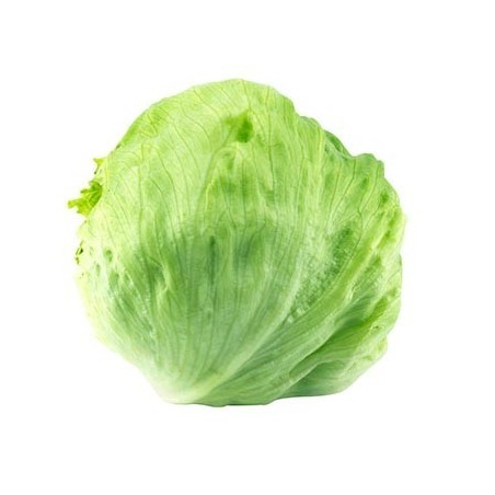 Lechuga Iceberg