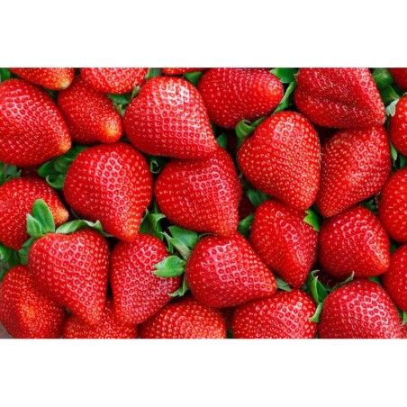 Fresón 1 kilo aprox (este producto solamente se envía en Madrid Comunidad)