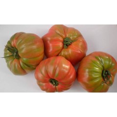 Tomate Rosa 1 unidad