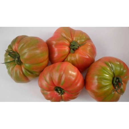 Tomate Rosa 1 unidad