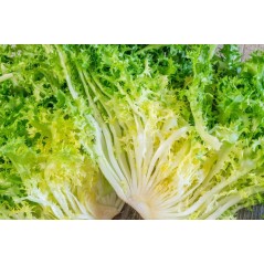 Escarola