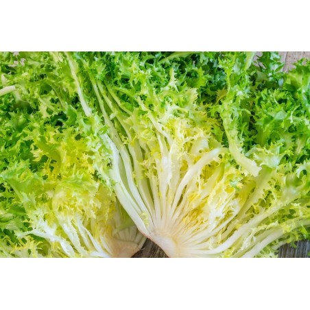 Escarola