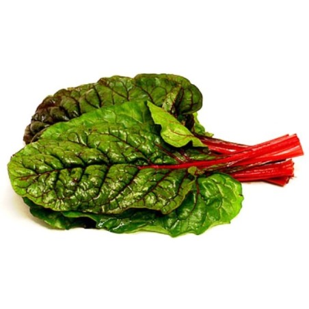 Acelga roja manojo