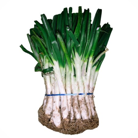 Calçots manojo 25 unidades